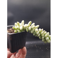 Sedum morganianum Burrito - Burro's Tail γλ.5.5