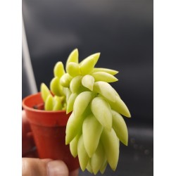 Sedum morganianum  (Burro tail /Donkey΄s Tail )