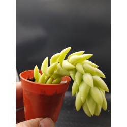 Sedum morganianum  (Burro tail /Donkey΄s Tail )