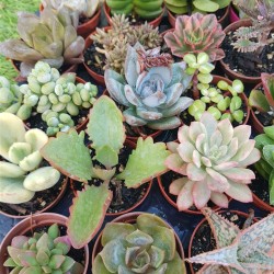 Συλλογή  "ROME"  20 παχύφυτα  γλ. 5,5 